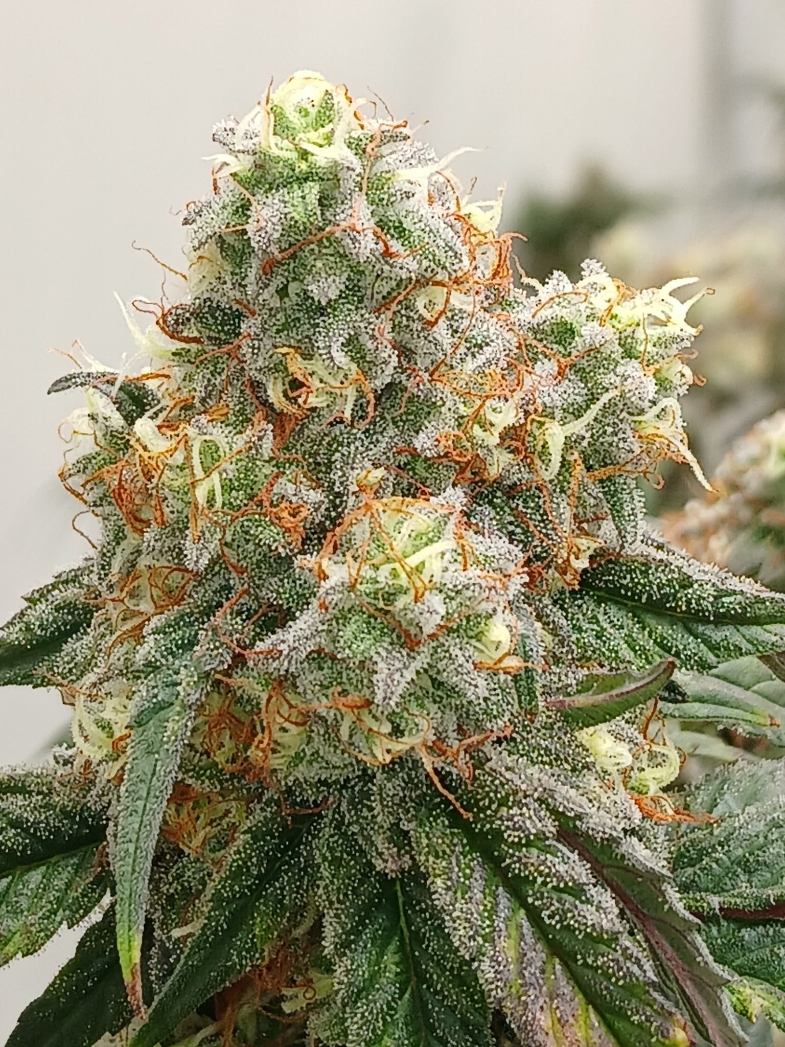 Wellness product sample